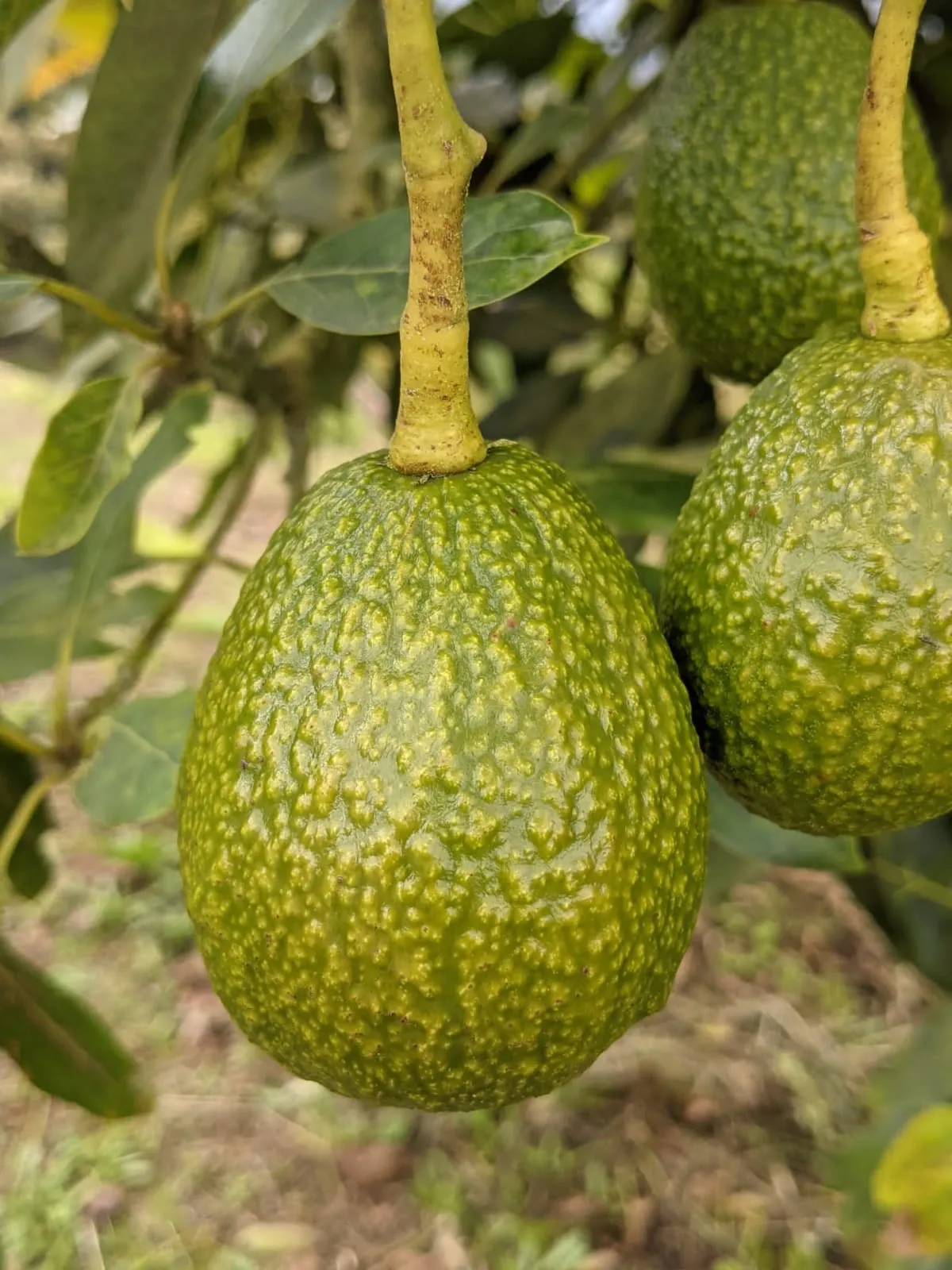 Aguacate