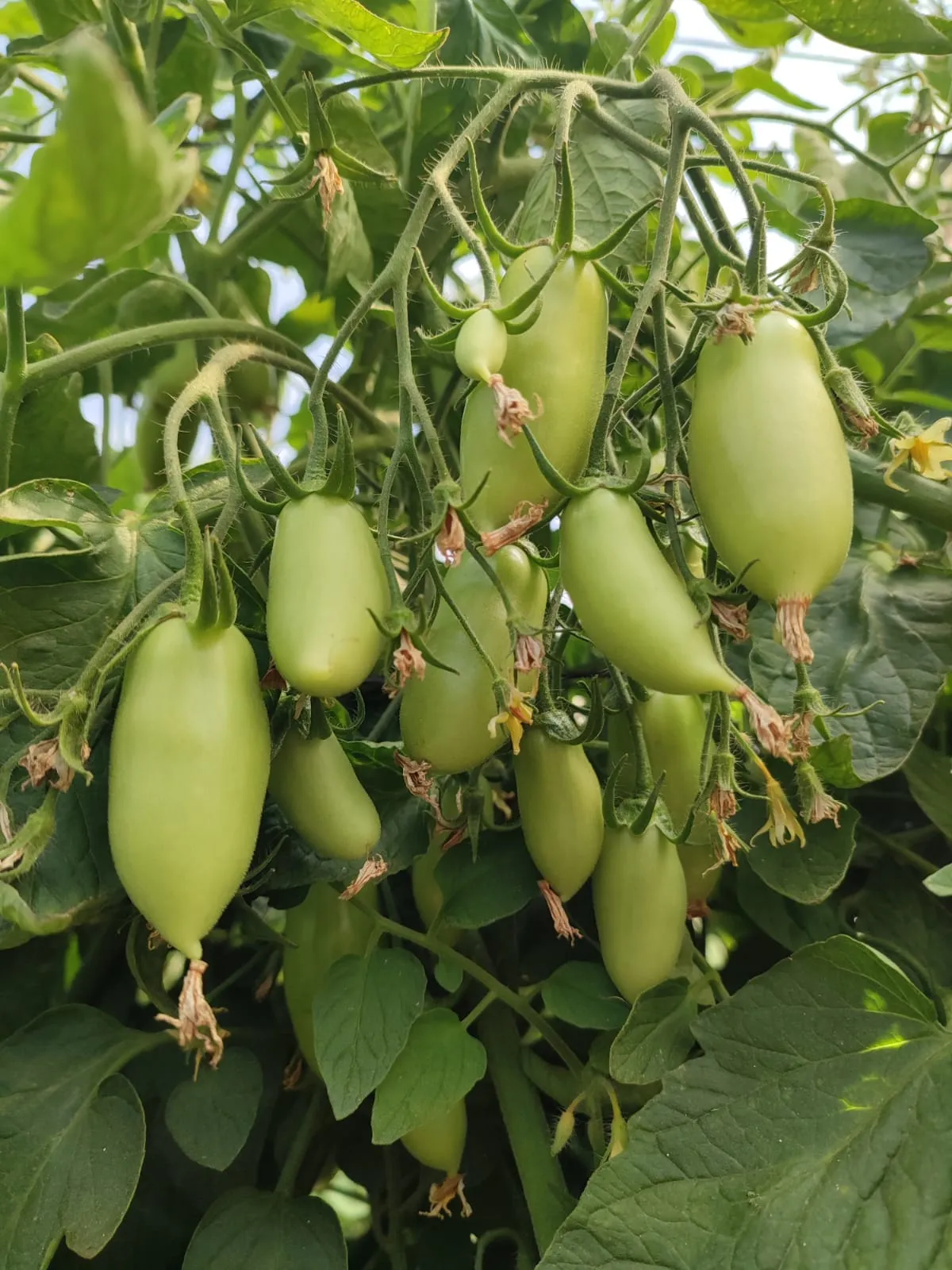 Tomate